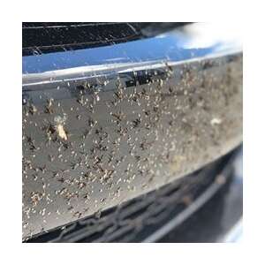 Bug Remover