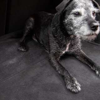 Meguiars Hair &amp; Fibre Removal Brush